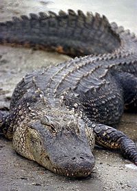 American alligator