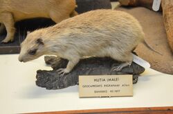 Hutia - Geocapromys ingrahami - NHMI.jpg