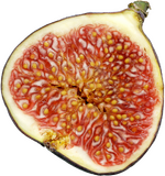 Vertical section of a fig