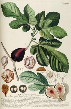 Ficus carica L, 1771.jpg