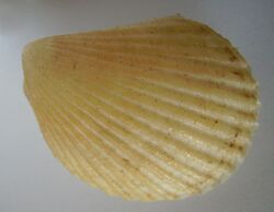 Lima colorata zelandier.JPG