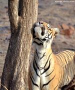 Bijili (A tiger in Ranthambore National Park, 2016) 1.jpg