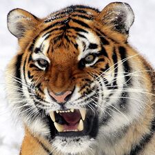 Image of tiger barring teeth