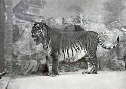 Panthera tigris virgata.jpg