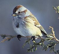 American Tree Sparrow