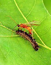 Aleiodes indiscretus parasitizing a gypsy moth caterpillar