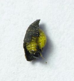 Exema larva.jpg