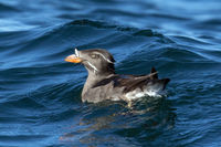 Rhino Auklet.jpg