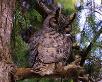 GreatHornedOwl2.jpg