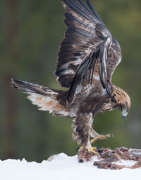 Golden eagle2.jpg