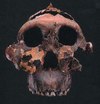 Australopithecus anamensis.png