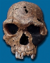 Homo habilis.png