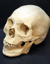 Homo sapiens skull.png
