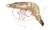 Litopenaeus setiferus.png