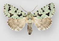 Acronicta fallax female.jpg