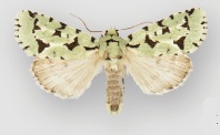 Acronicta fallax male.jpg