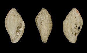 Eucithara lota 001.jpg