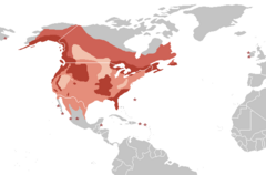 Bald Eagle range ██ Resident, breeding██ Summer visitor, breeding██ Winter visitor██ On migration only██ Star: accidental records