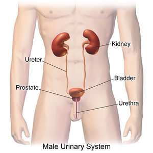 Urinary System (Male).png