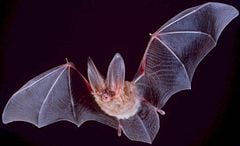 Townsend's big-eared bat, Corynorhinus townsendii