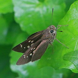 Baoris farri ,Paintbrush Swift.jpg