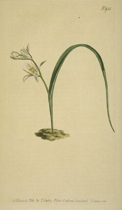 Botanical illustration of Ornithogalum broteroi