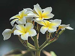 Flor de Sacuanjoche