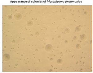 PMC4801885 fmicb-07-00364-g002.png