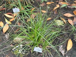 Cyperus entrerianus - Copenhagen Botanical Garden - DSC07956.JPG
