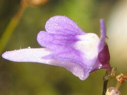 Utricularia minutissima 5.jpg