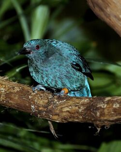 Fairy bluebird female.jpg