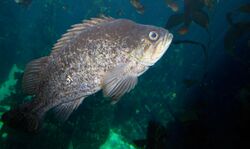 Sebastes atrovirens 1.jpg