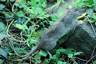 Rattus norvegicus