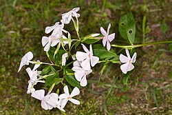 Phlox pulchra SEF.jpg