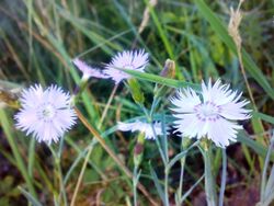 Dianthus arenarius 030720085691.jpg