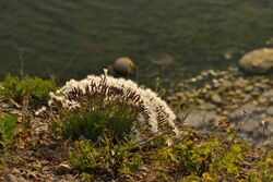 sand pink (Dianthus arenarius), Pakri cliff, Northwestern Estonia
