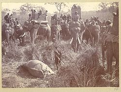 George V and Chandra Shumsher JBR with a slain rhino during a hunt (December 1911)