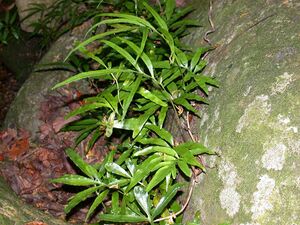 Coltsis elliptica iwahitode.jpg