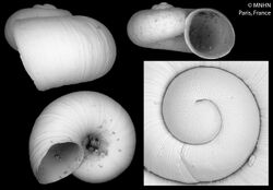 Islamia ucetiaensis (MNHN-IM-2000-30101).jpeg
