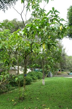 Itoa orientalis - Chengdu Botanical Garden - Chengdu, China - DSC03468.JPG