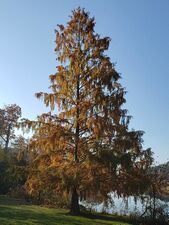 Taxodioid seed cones