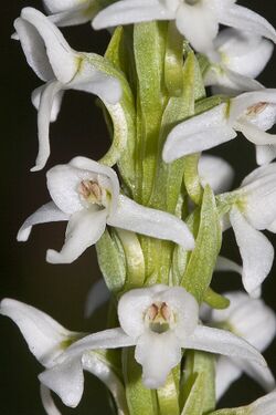 Platanthera dilatata - Flickr 004.jpg