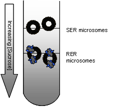 SER microsomes are less dense than RER microsomes, so can be separated by centrifugation.