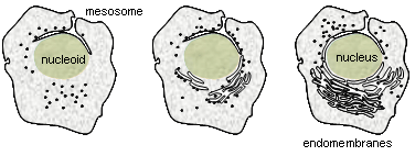 Endomembranes probably evolved from invaginations of the plasmalemma, as seen in bacterial mesosomes, thylakoids and chromatophores.