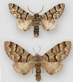 Panthea guatemala.JPG