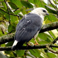 White-necked Hawk.JPG