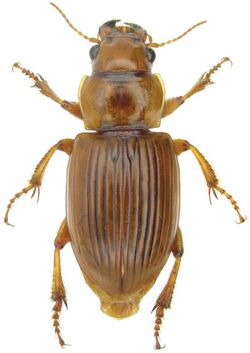 Geopinus incrassatus (Dejean) - ZooKeys-245-001-g032.jpeg