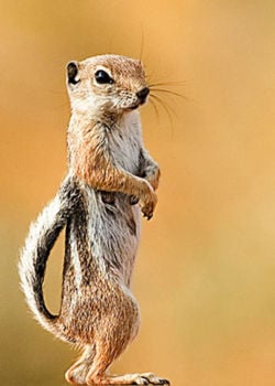 White-tailed Antelope Squirrel, Ammospermophilus leucurus