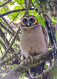 Brown wood owl.jpg