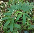 Spirally arranged leaves of wild Cheilocostus speciosus